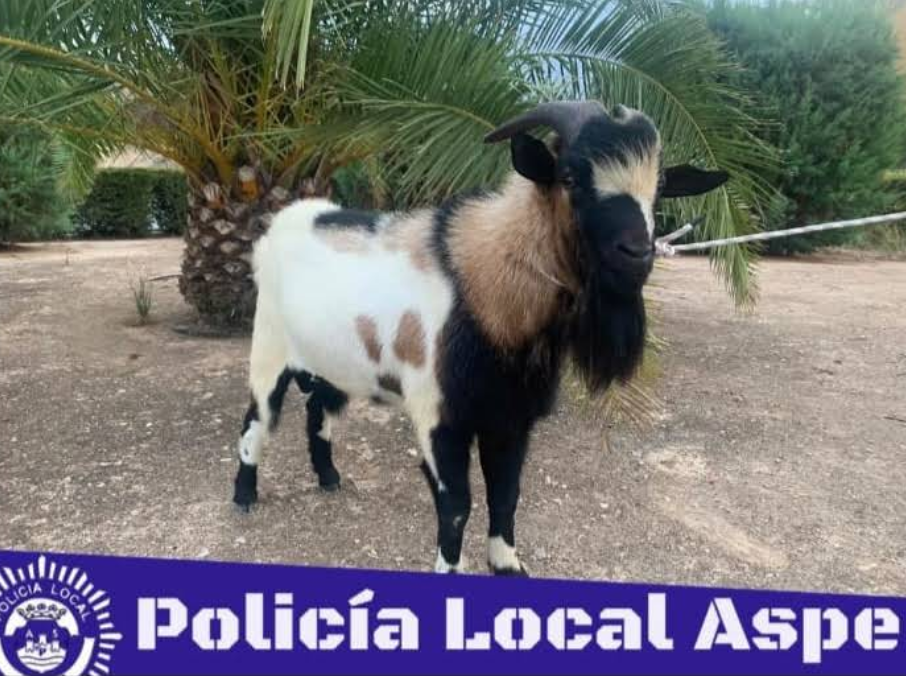 Animales