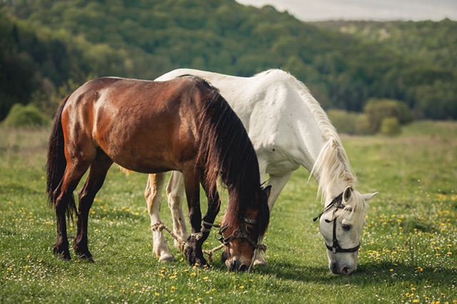 Animales