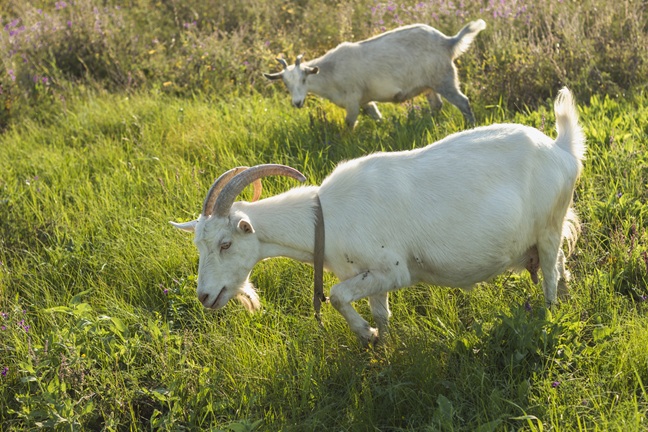Animales