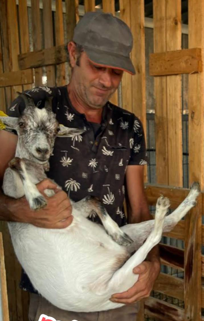 Cabras y fauna de granja