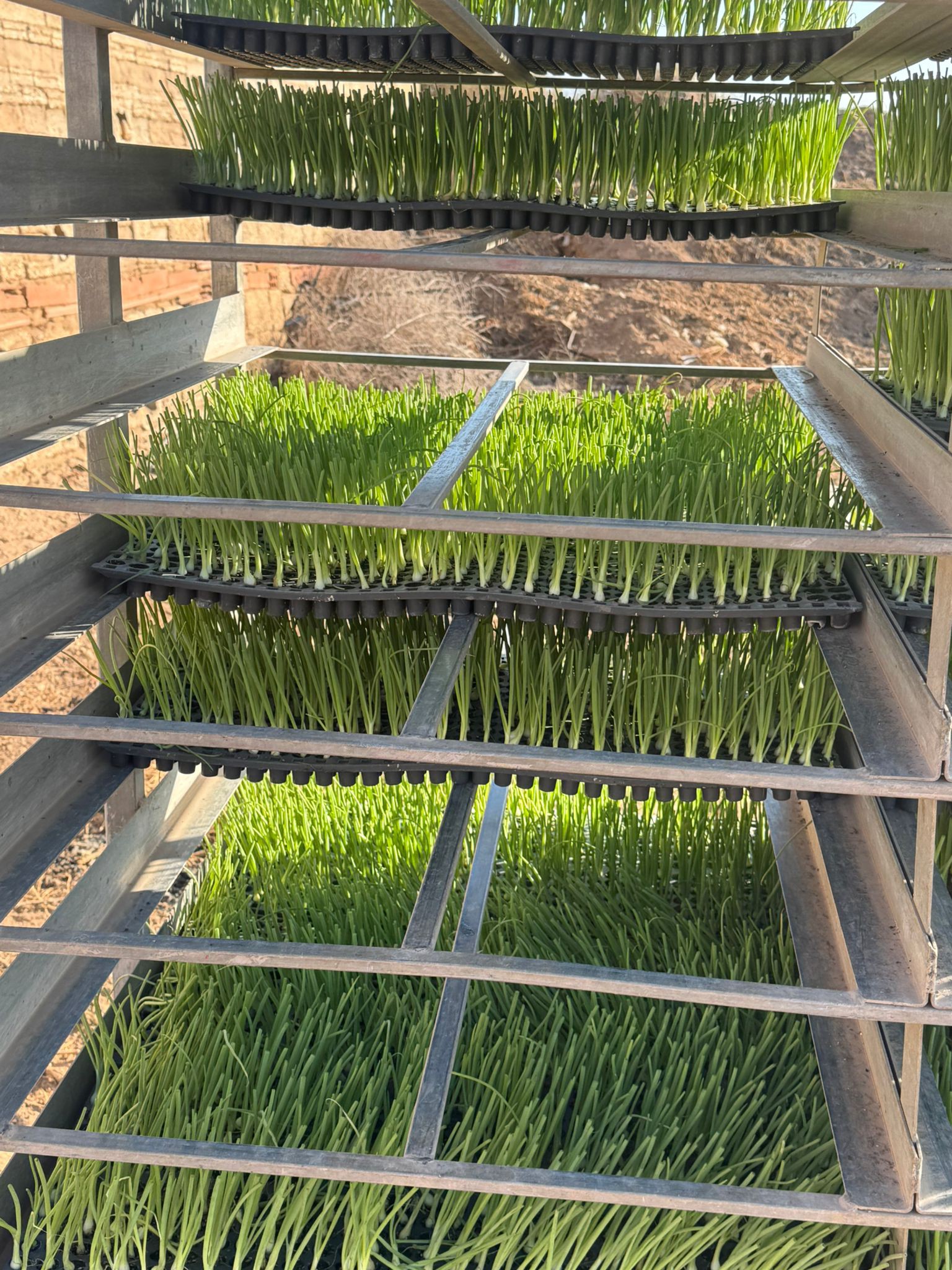 Huerto y cultivo