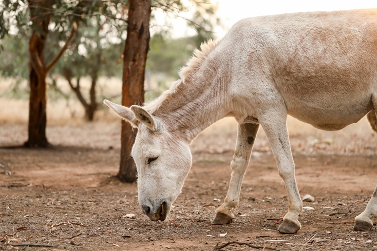 Bienestar animal
